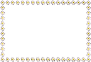 Frame of white chrysanthemum flowers