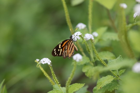 Borboleta Monarca
