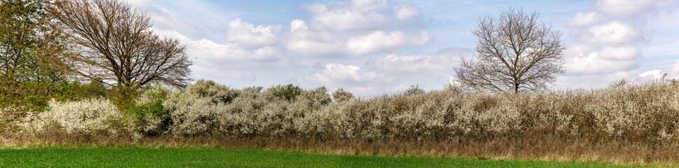 Obraz premium Schlehenhecke in der Blüte