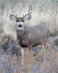 Male Mule Deer  with antlers damaged from fighting