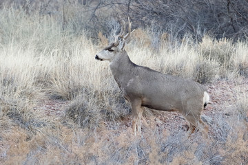 Male Mule Deer  with antlers damaged from fighting