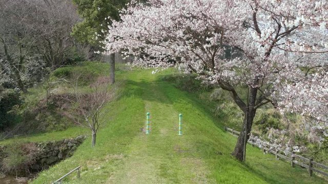 桜のある風景 緑の小径と一本桜
