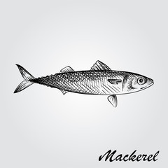 Hand Drawn Mackerel Sketch Symbol isolated on white background. Vector of Fishing elements In Trendy Style. Sketch of saltwater sea or freshwater river fish species flounder