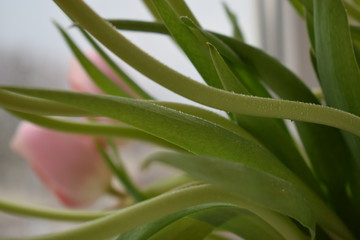 green leaf with water drops