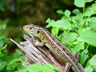lizard