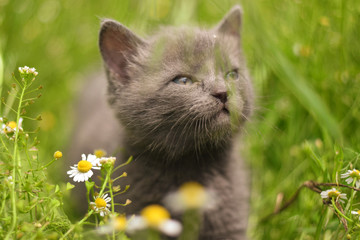 Naklejka na ściany i meble cat in the grass