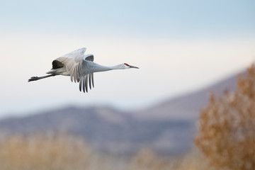 Sandhill Crane  in flight - Bosque del Apache NWR - New Mexico
