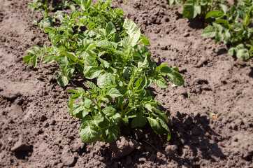 bush potato plant in a farm bed