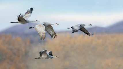 Sandhill Cranes in flight - Bosque del Apache NWR, New Mexico - obrazy, fototapety, plakaty