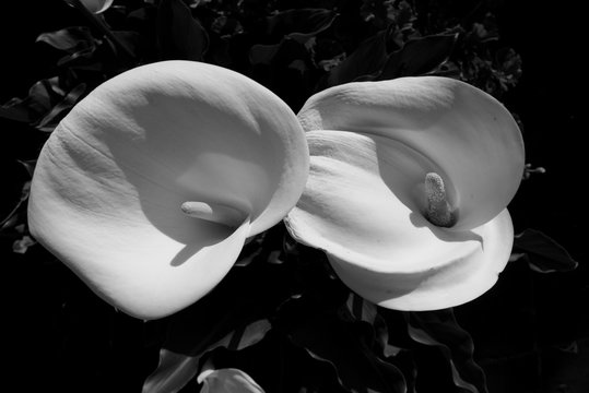 Monochrome image of two beautiful Callie lily flowers in a meditation garden.