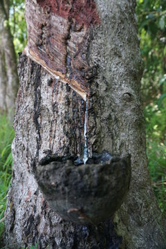 kautschukbaum