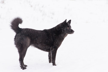 Beautiful black dog walking on snowy field in winter forest