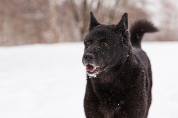 Beautiful black dog walking on snowy field in winter forest