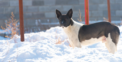 Obraz premium homeless dog in winter outside
