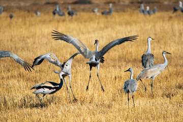 Sandhill Cranes at Bosque Del Apache National Wildlife Refuge