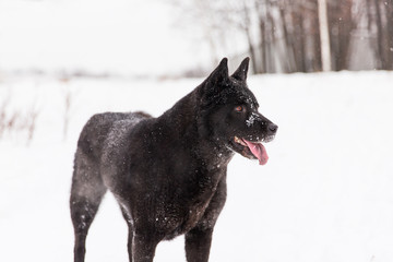 Beautiful black dog walking on snowy field in winter forest