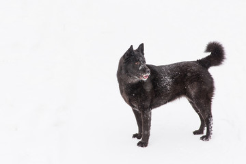 Beautiful black dog walking on snowy field in winter forest