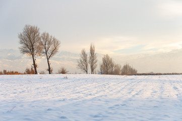 Winter landscape with frozen bare trees on a peeled agricultural field covered with frozen dry yellow grass under a blue sky during sunset