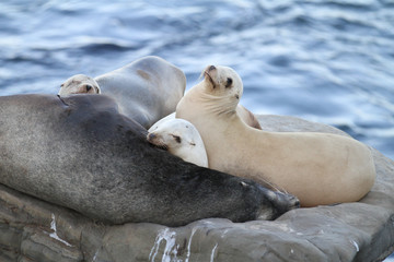 Naklejka premium Herd of California Sea Lions on the rocky coast of La Jolla, California