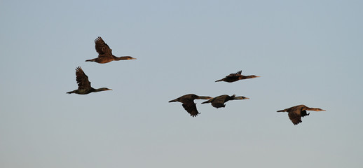 Flock of cormorant birds flying over the California Coastline