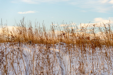 grass yellow from under the snow winter landscape