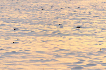 winter background with snow texture on the sunset closeup