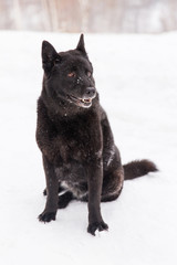 Beautiful black dog sitting in the snow on snowy field in winter forest