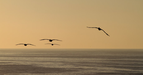 Seagull flying over the coastline at sunset in San Diego California