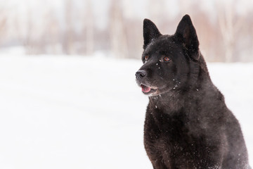 Beautiful black dog sitting in the snow on snowy field in winter forest