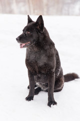 Beautiful black dog sitting in the snow on snowy field in winter forest