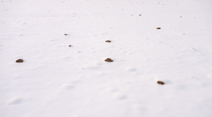 Fresh pile of horse manure rests on a snow background