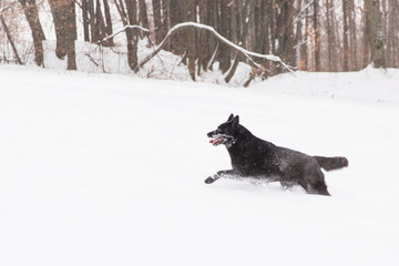 Fototapeta na wymiar Beautiful black dog running on snowy field in winter forest