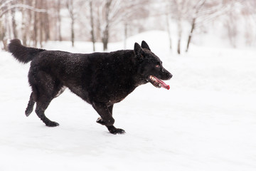 Beautiful black dog running on snowy field in winter forest