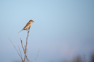 Kızılsırtlı örümcekkuşu » Red-backed Shrike » Lanius collurio