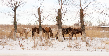 Fototapeta na wymiar Group of horses nibbling on grass sticking through snow on a cold bright winter day