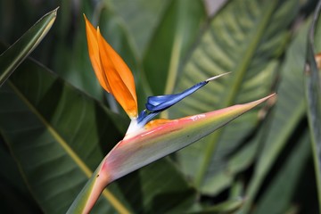 flor ave del paraiso