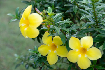 Fototapeta na wymiar Pentalinon luteum flowers and It has yellow flowers in garden of Thailand