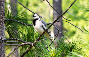 Motacilla alba, White Wagtail sitting on a branch in the forest. Bird resting on a pine twig.