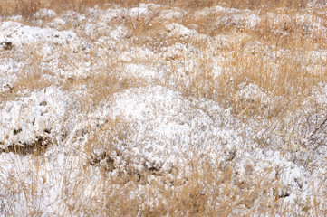 grass yellow from under the snow winter landscape