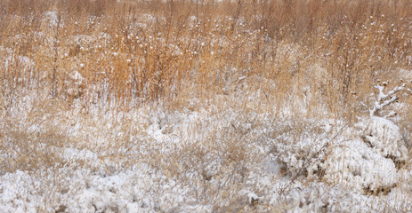 grass yellow from under the snow winter landscape