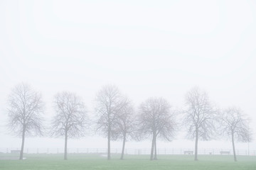 Winter trees silhouette in fog and foggy sky