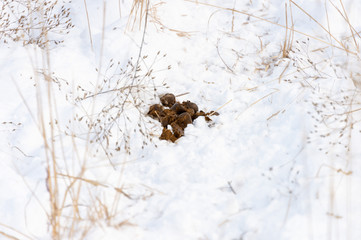 Fresh pile of horse manure rests on a snow background