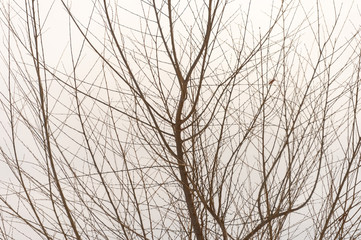 tree branch silhouette on a white background
