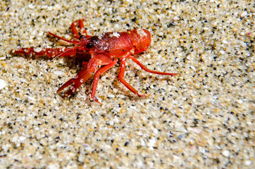tiny red tuna crab in La Jolla San Diego. These tiny crustaceans wash up on Southern California shores during a El Niño event