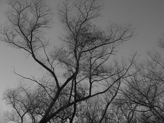 Monochrome image of tree branches in silhouette in San Diego, California