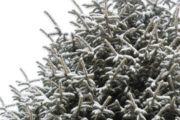 Snow lies on the branches of the Christmas tree