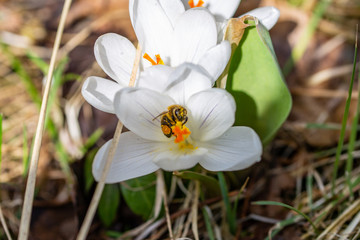 Fototapeta na wymiar Biene auf Blüte