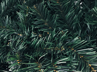 Naklejka na ściany i meble green needles of a tree. spruce 