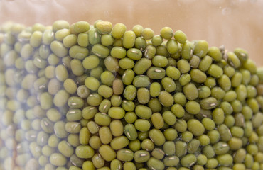 Bob mung on glass jar