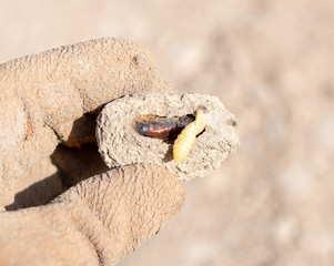 Closeup of a human hand holding white larvae in the soil